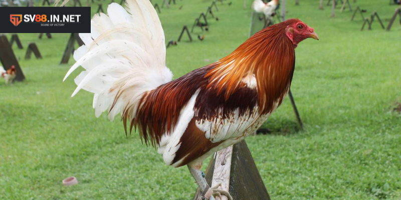 Kỹ thuật huấn luyện gà đá cựa tròn