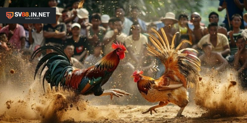 Các giống gà chọi Khmer nổi tiếng