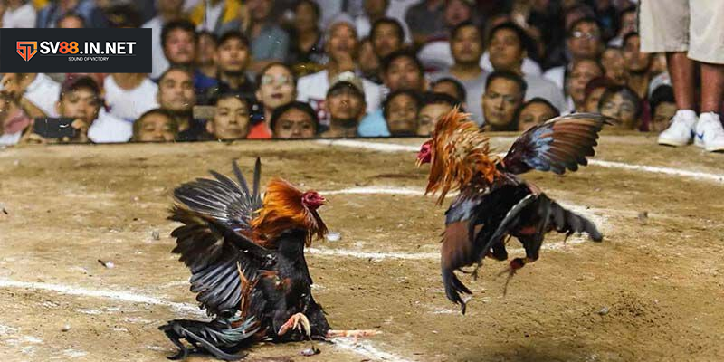 Những lưu ý quan trọng khi tham gia đá gà