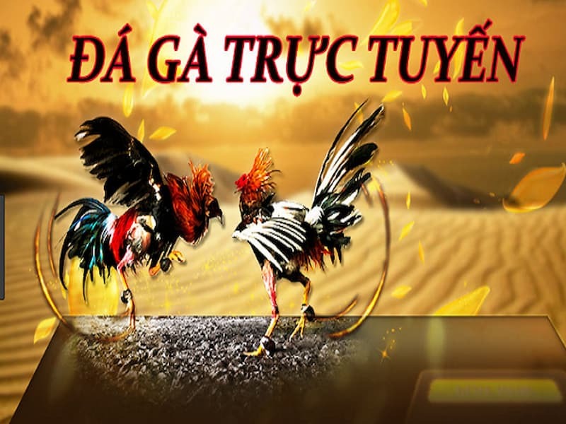 hiệp đấu đá gà