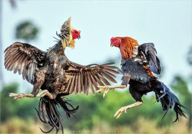 đá gà trực tuyến